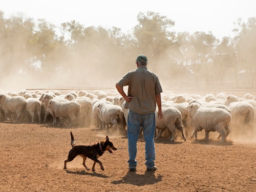New mental health project to help small agribusiness in rural Australia